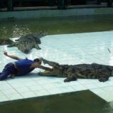 Крокодиловая ферма (Samui Crocodile Farm) на Самуи Таиланд