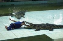 Крокодиловая ферма (Samui Crocodile Farm) на Самуи Таиланд