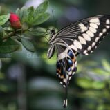 Сад бабочек (Butterfly Garden) Самуи Таиланд