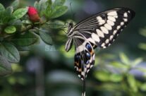 Сад бабочек (Butterfly Garden) Самуи Таиланд